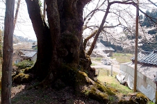 20140412駒つなぎの桜.jpg