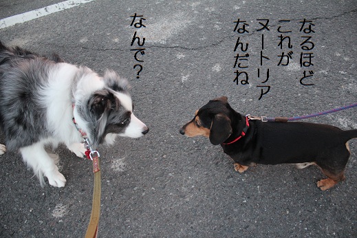 たぬき