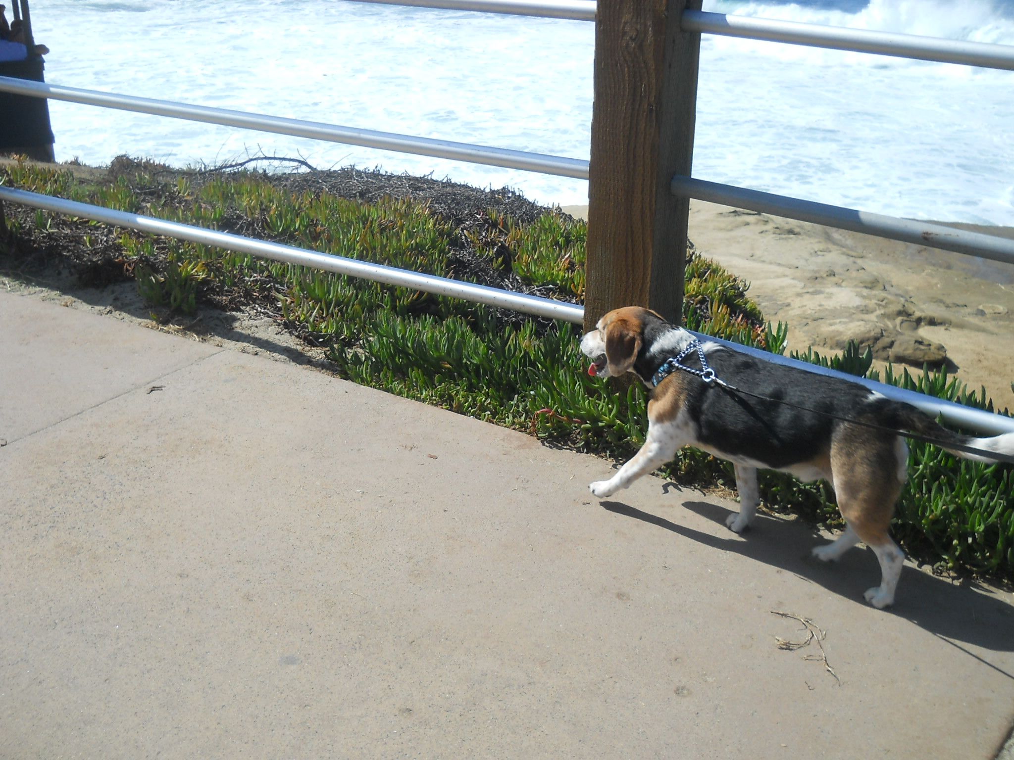 サンディエゴ ラホヤ ビーチ 犬 人 公園 La Jolla Beach 10月14日 ラスベガス ロサンゼルスの旅 楽天ブログ