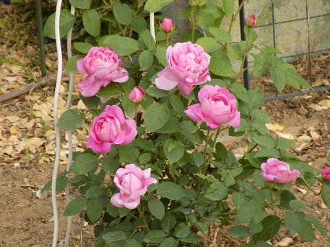 DSCN2960.JPG