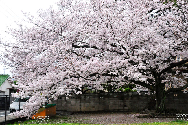 桜２