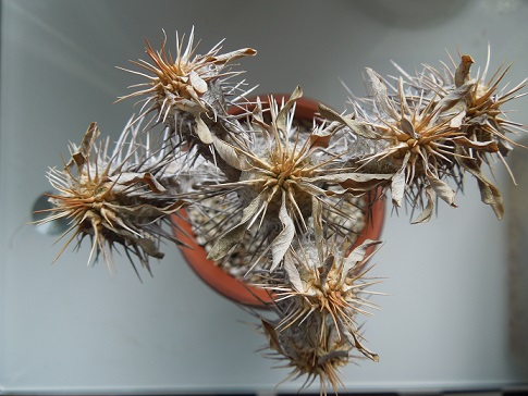 ギラウミニアナ4-30ｰ2