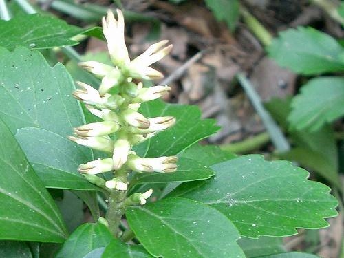 フッキソウの雌雄の花