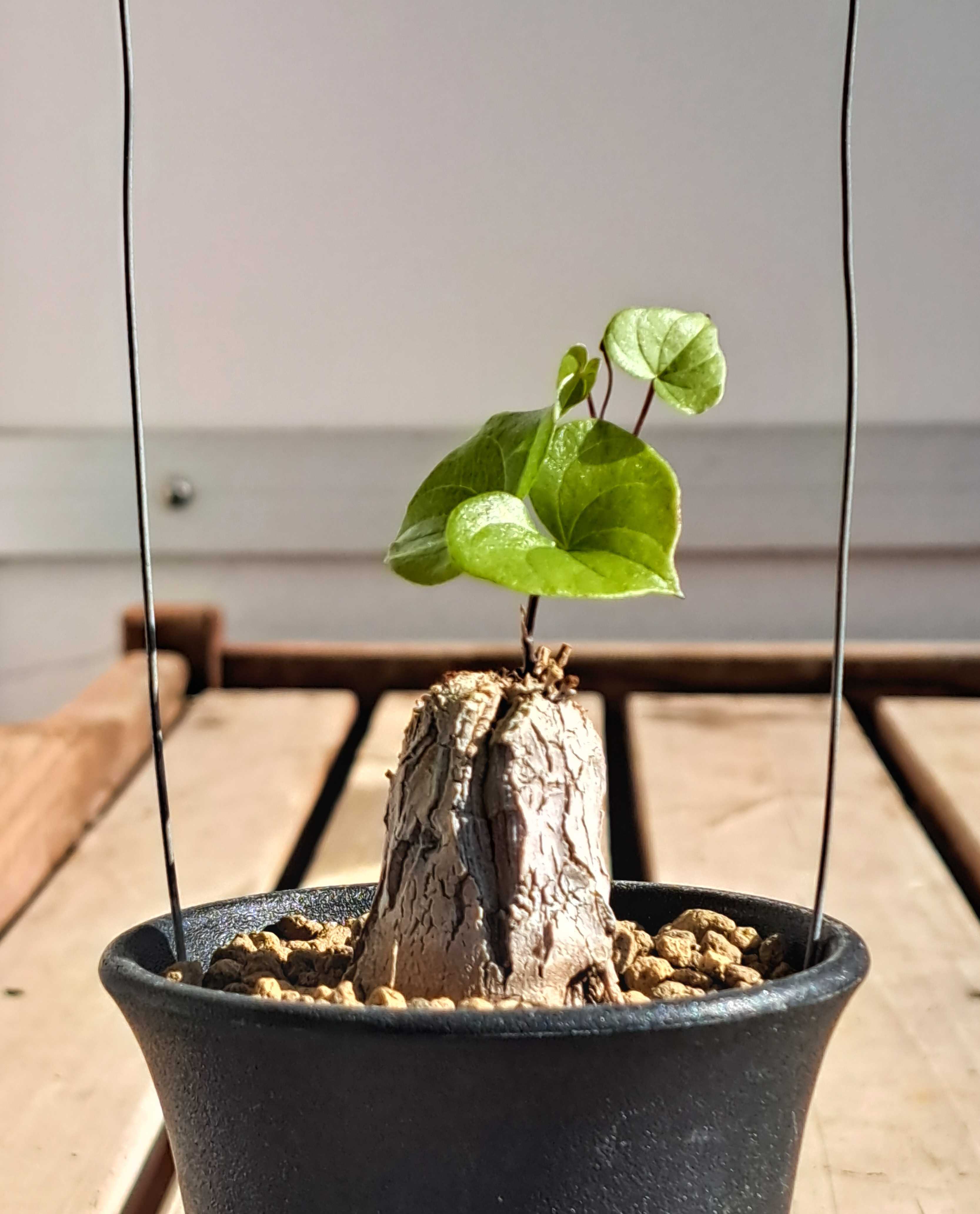 亀甲竜3鉢の様子を見る | デルオの多肉日記 - 楽天ブログ