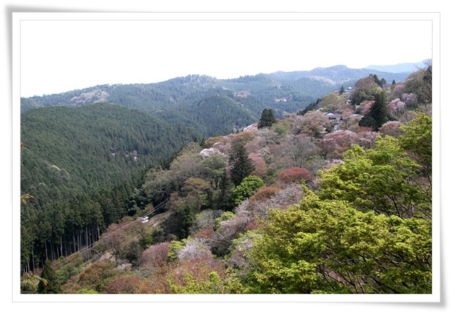 吉野山-1 下千本到着は 13：00 16.4.12