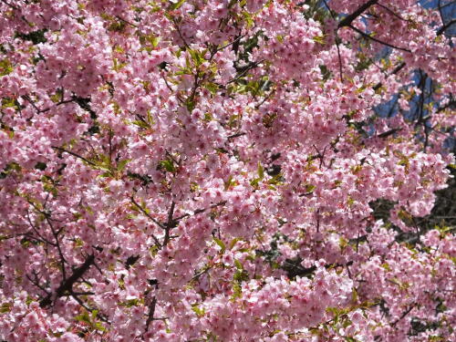 池上本門寺の河津桜