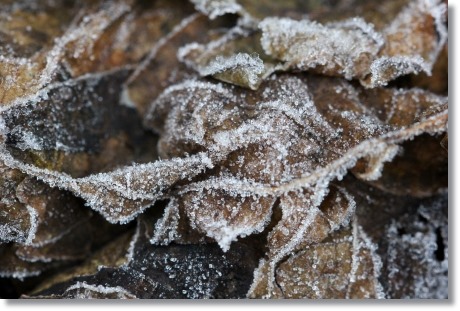 自宅の庭-5 初霜-5 13.12.9