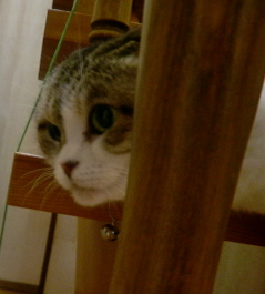 柵にはまるみいみ