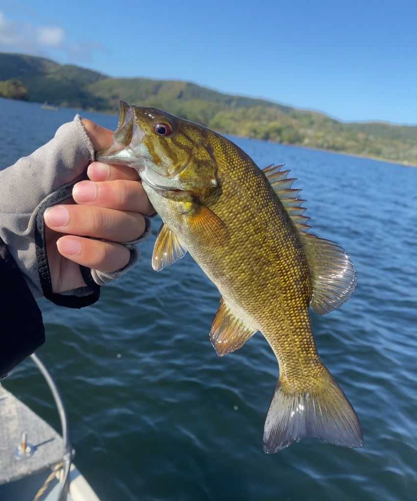 プレッシャーがないから だけど釣れない Saltyfish 楽天ブログ プレッシャーがないから だけど釣れない Saltyfish 楽天ブログ