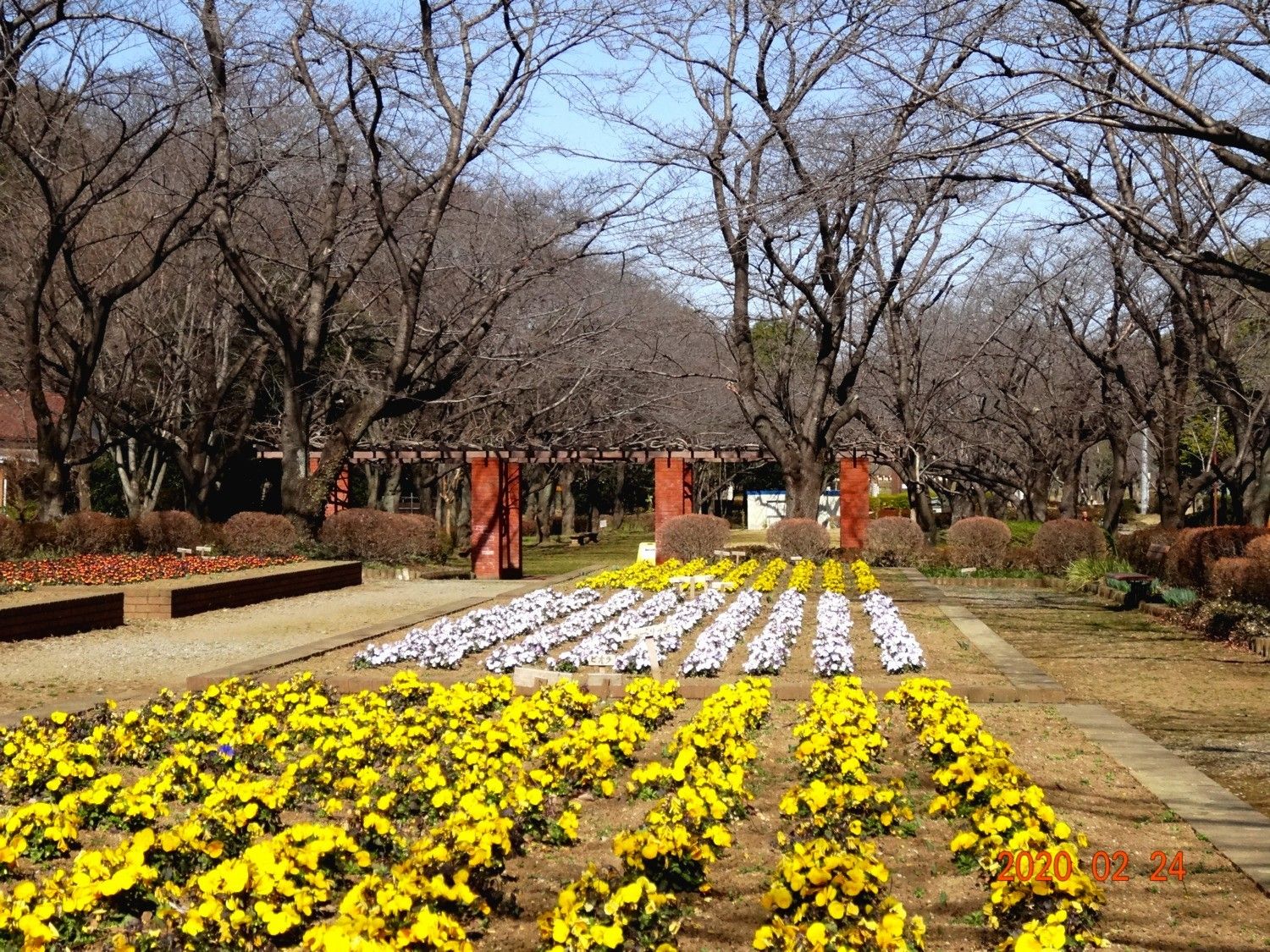 埼玉県の河津桜 丸山公園 上尾市 ２０２０年２月２４日 祝 山と空が友だち ドローンで空撮 楽天ブログ