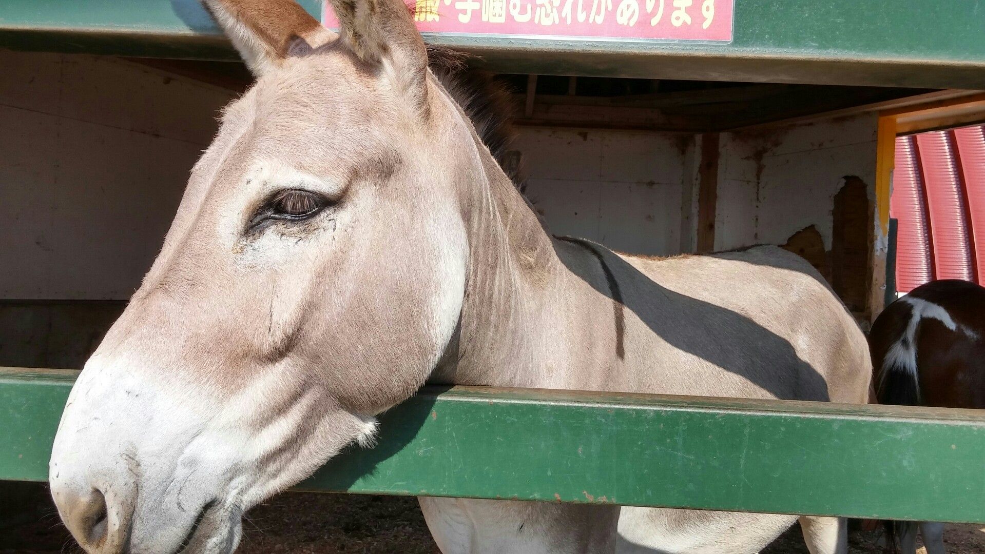 馬ポニーロバ もも どんぶらこ のブログ 楽天ブログ