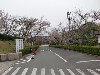 さくら３