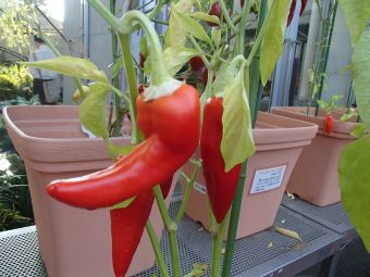 10.13  hotto banana.jpg