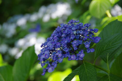 昭和記念公園の紫陽花