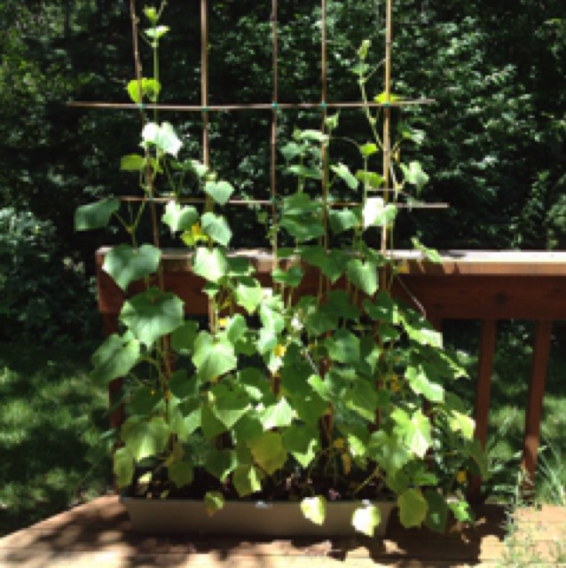 rblog-20130804161007-02.jpg