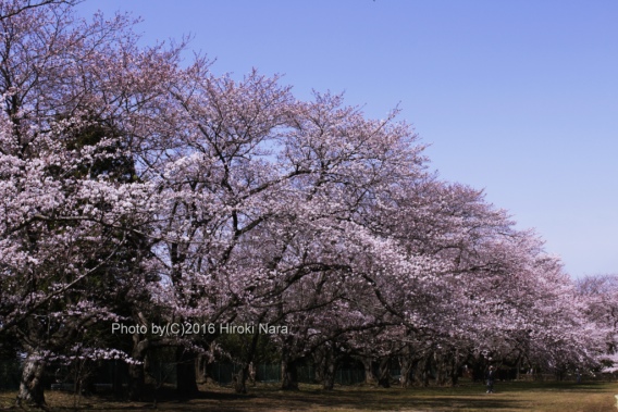 光景　sight0468 桜　サクラ　cherry blossom