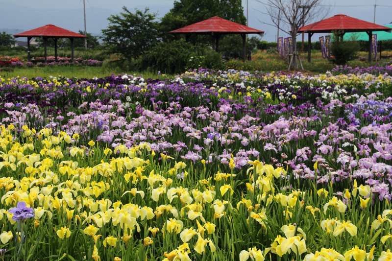 新旭花菖蒲園_3.jpg
