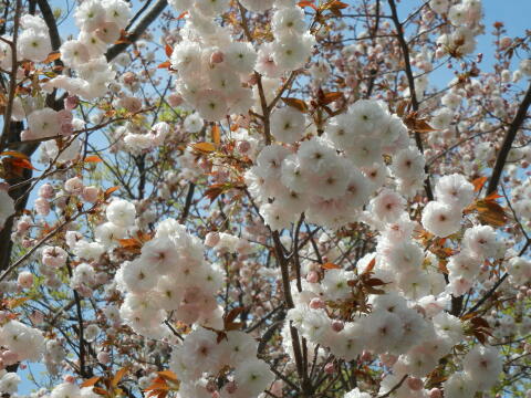 池上本門寺周辺の八重桜