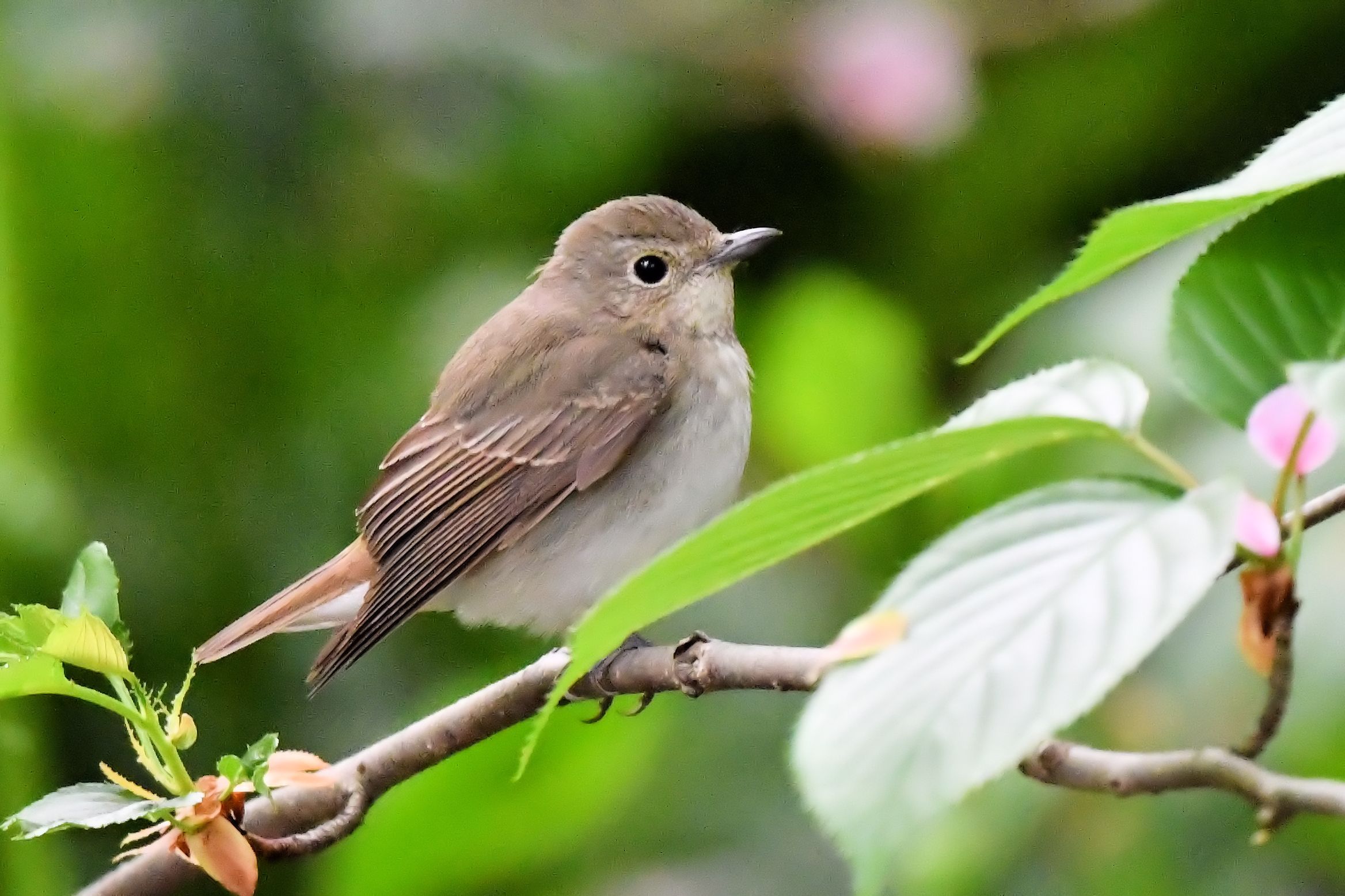 オオルリとキビタキ メスの比較 全身編 横向き キビタキ まみきびのブログ 楽天ブログ