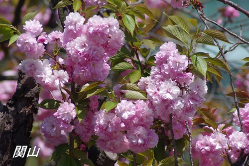 旧芝離宮恩賜庭園