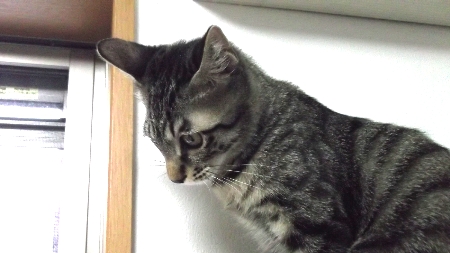 すずひめ　10月18日　2号の上　飽きる.jpg
