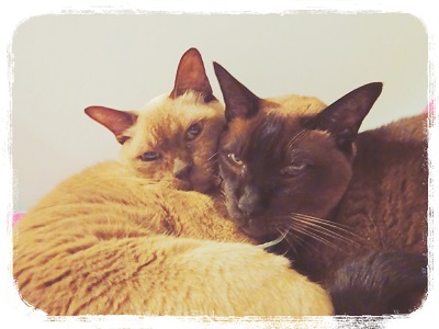 cuddle cats