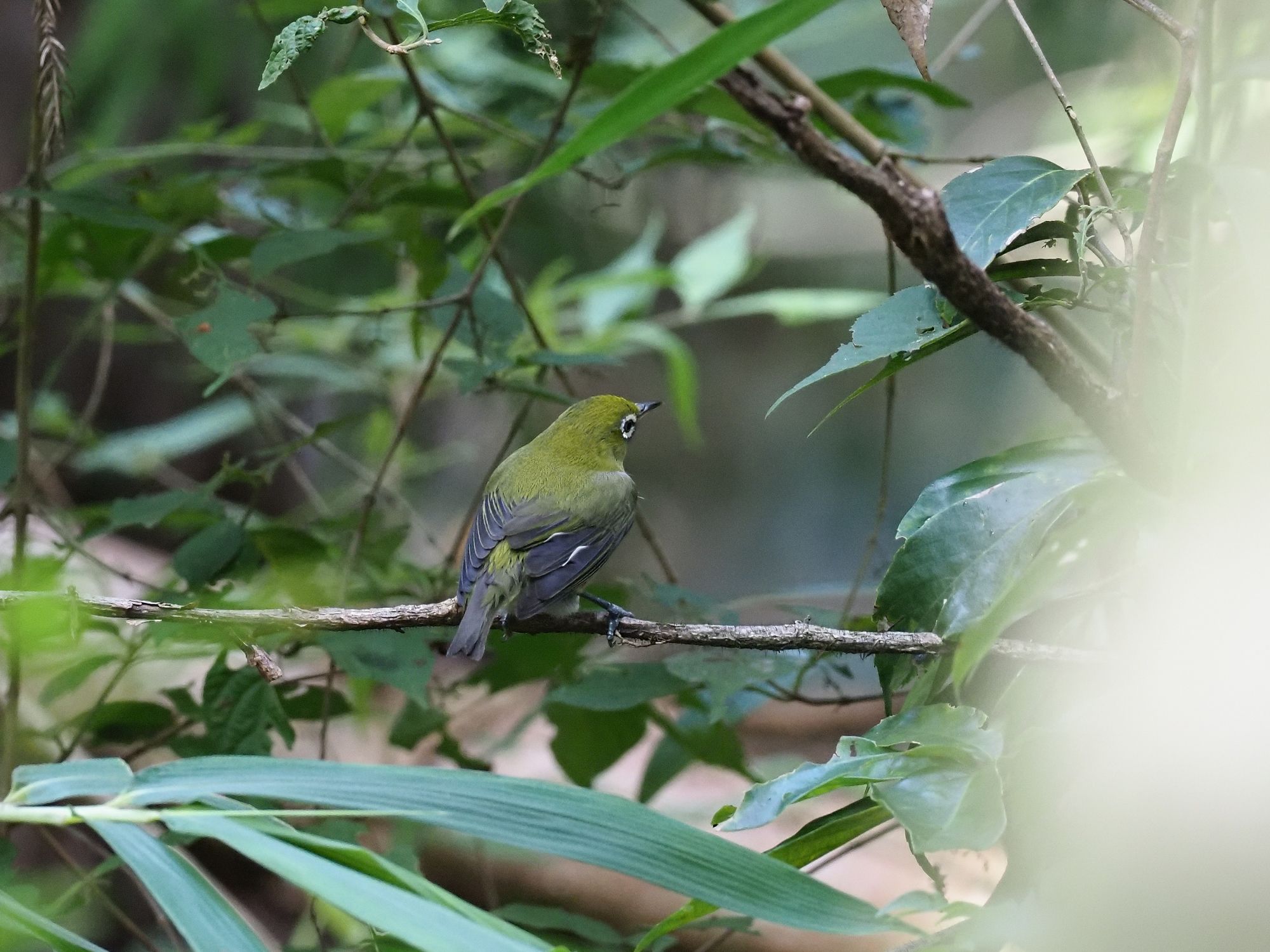 メジロとソウシチョウ 新滝野池林道 花鳥風枝 楽天ブログ