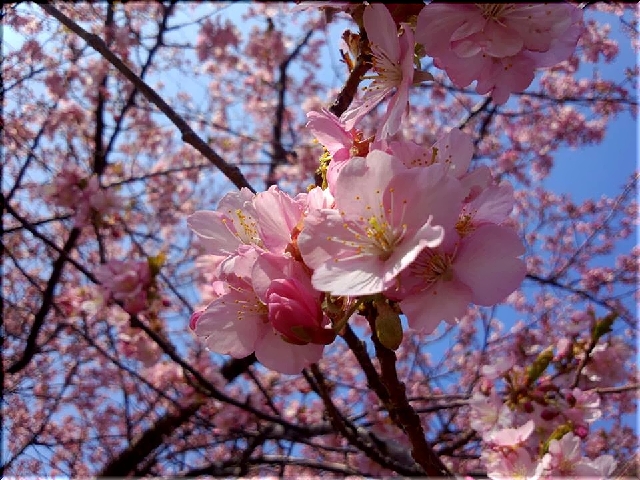 河津桜