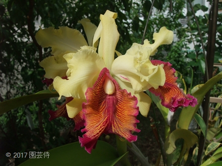 Cattelya dowiana aurea marmorata 20170722-2