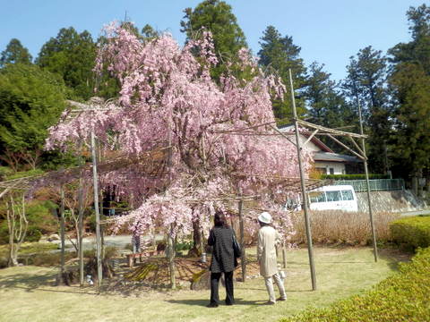 がんこのしだれ桜