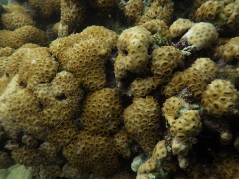 沖縄磯採集2017年9月下旬21　イワスナギンチャク（Palythoa tuberculosa）