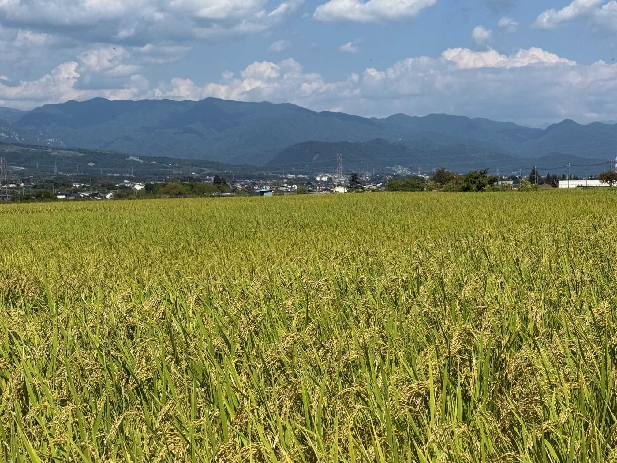 甘利山（あまりやま・1731m）山梨百名山（1） | 醍醐山と下部（しもべ）温泉 - 楽天ブログ