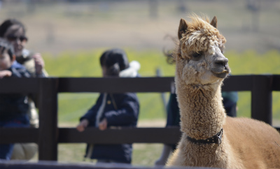 動物2