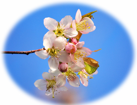 桜６