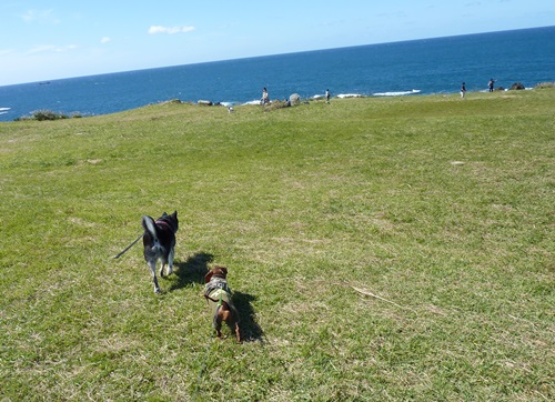 ハナチョコぶらり旅