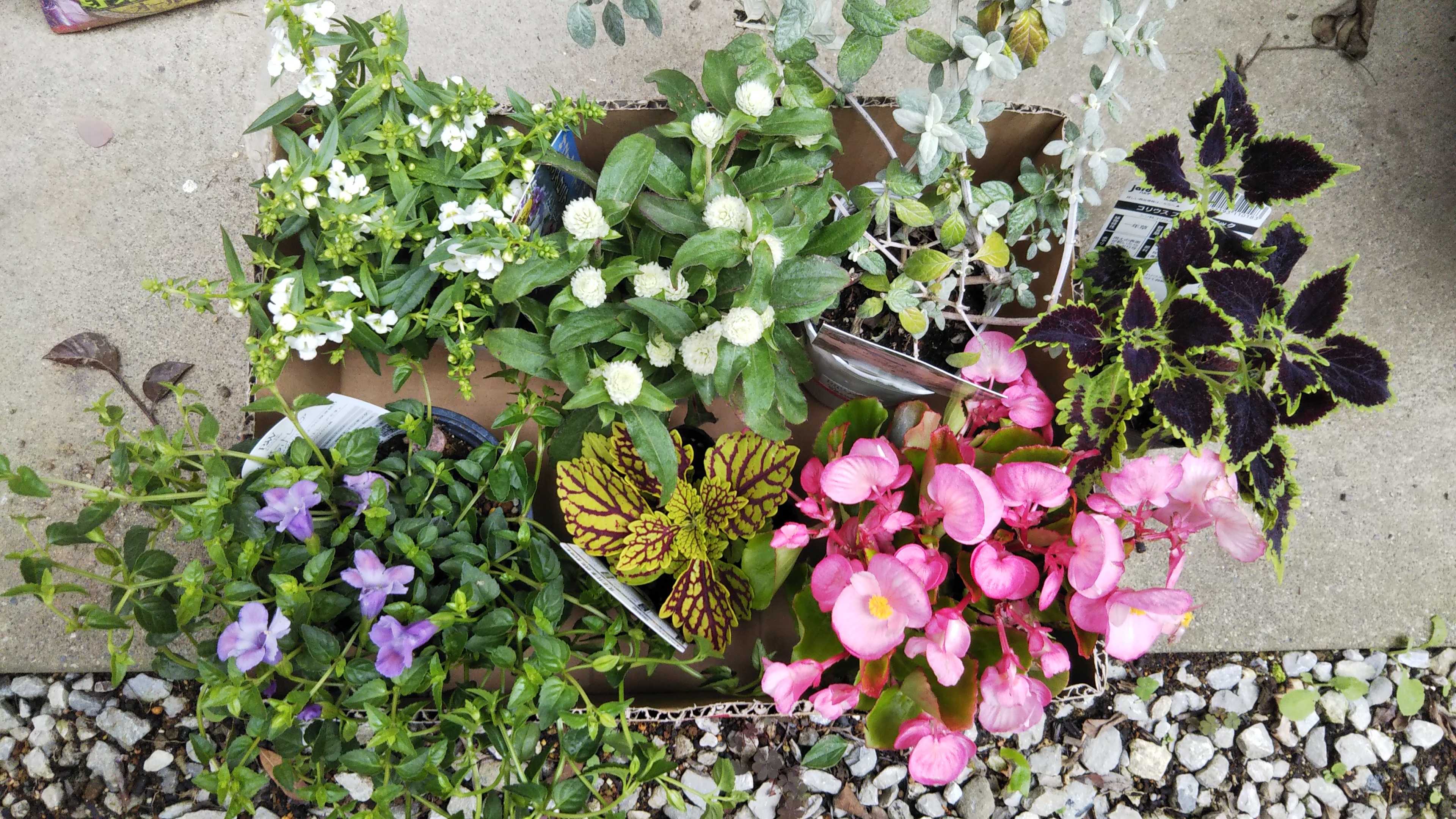 ホームセンターで花苗買いました ピンクリバー シェードガーデンと猫 楽天ブログ ホームセンターで花苗買いました ピンクリバー シェードガーデンと猫 楽天ブログ