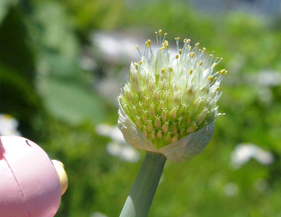 すべての美しい花の画像 心に強く訴えるネギ 花