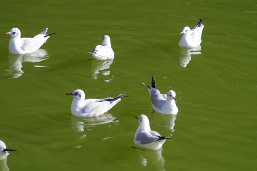 清澄庭園