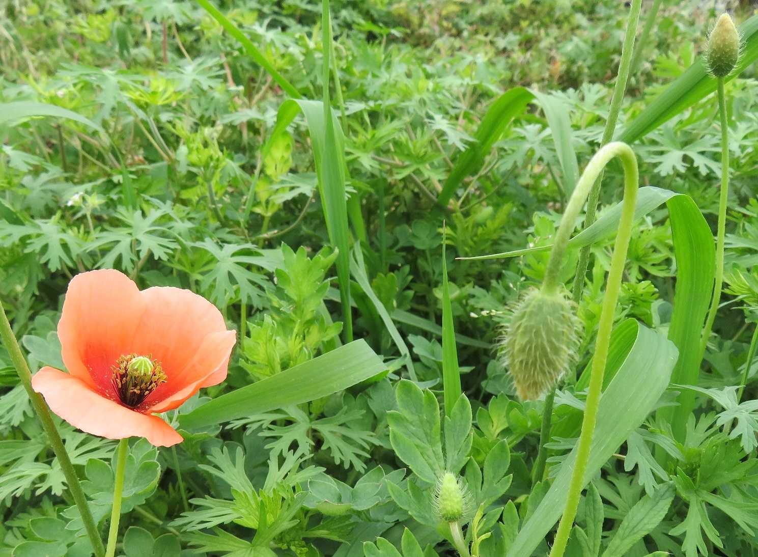 かごめかごめ等 花はシャガ ナガミヒナゲシ だい のひとりごと 楽天ブログ