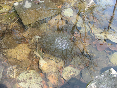 函館山　カエルの池　2012年4月