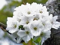 ４月３０日の誕生花 ナシ 梨 の花言葉 和やかな愛情 雪のように純白で清らかな花の 幻想 弥生おばさんのガーデニングノート 花と緑の365日 楽天ブログ