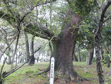 お花見2014-3