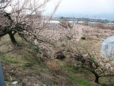 20130223曽我の梅林