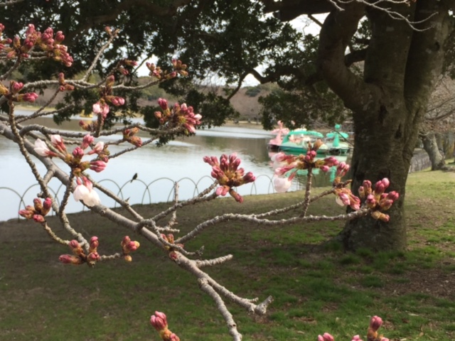 gounoikesakura2016.3.28.jpg