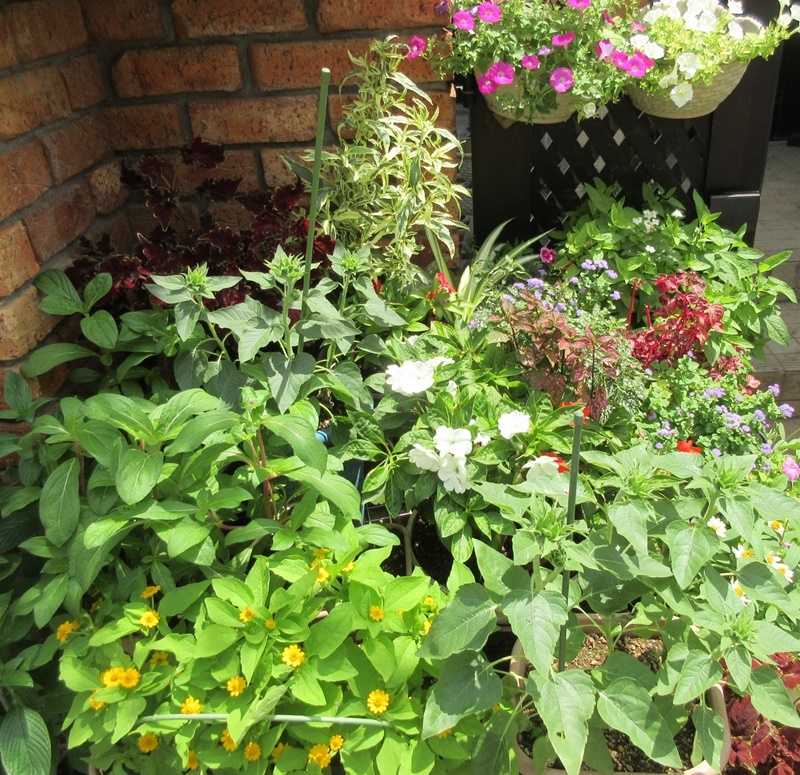 真夏の花壇に入れ替え ヒマワリ 千日紅 ケイトウなど 狭い庭を花いっぱいにする育て方 楽天ブログ