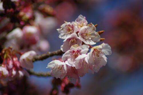 寒桜