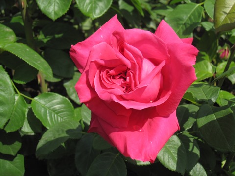 rose2