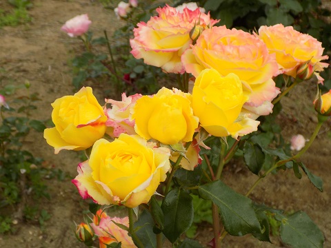 DSCN3725.JPG
