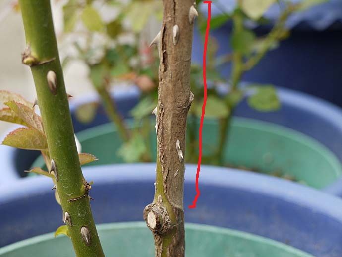 バラで小さな庭づくり 鉢バラ夏剪定後の見回り二日目 春のバラno 34 ジュード ジ オブスキュア