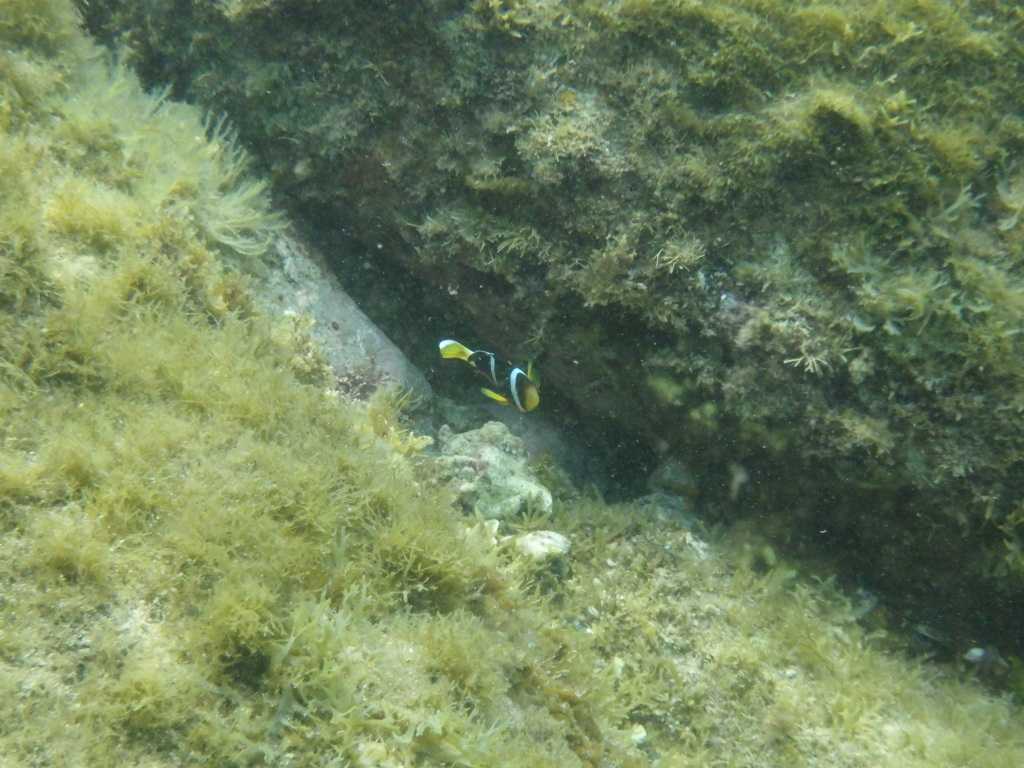 串本磯採集2023年7月下旬19　クマノミ（Amphiprion clarkii）